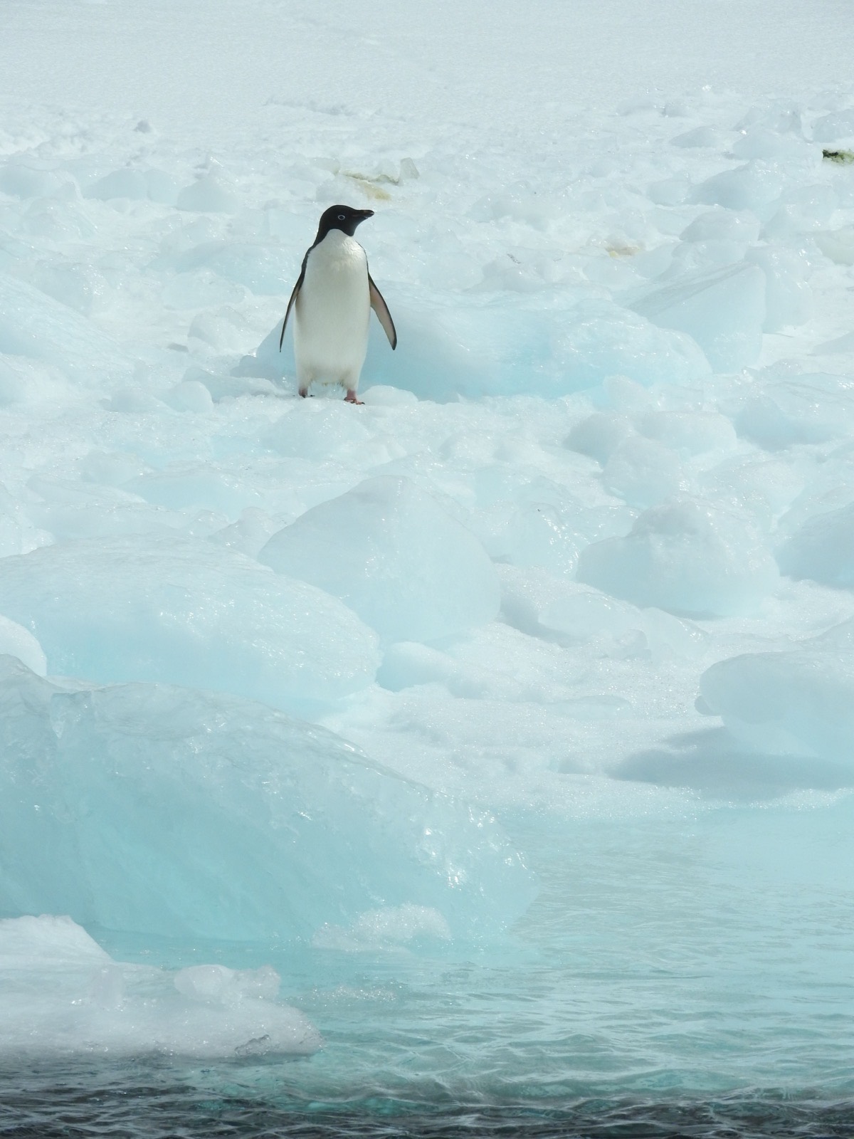 Antarctic Peninsula, Antarctic Peninsula, Antarctica