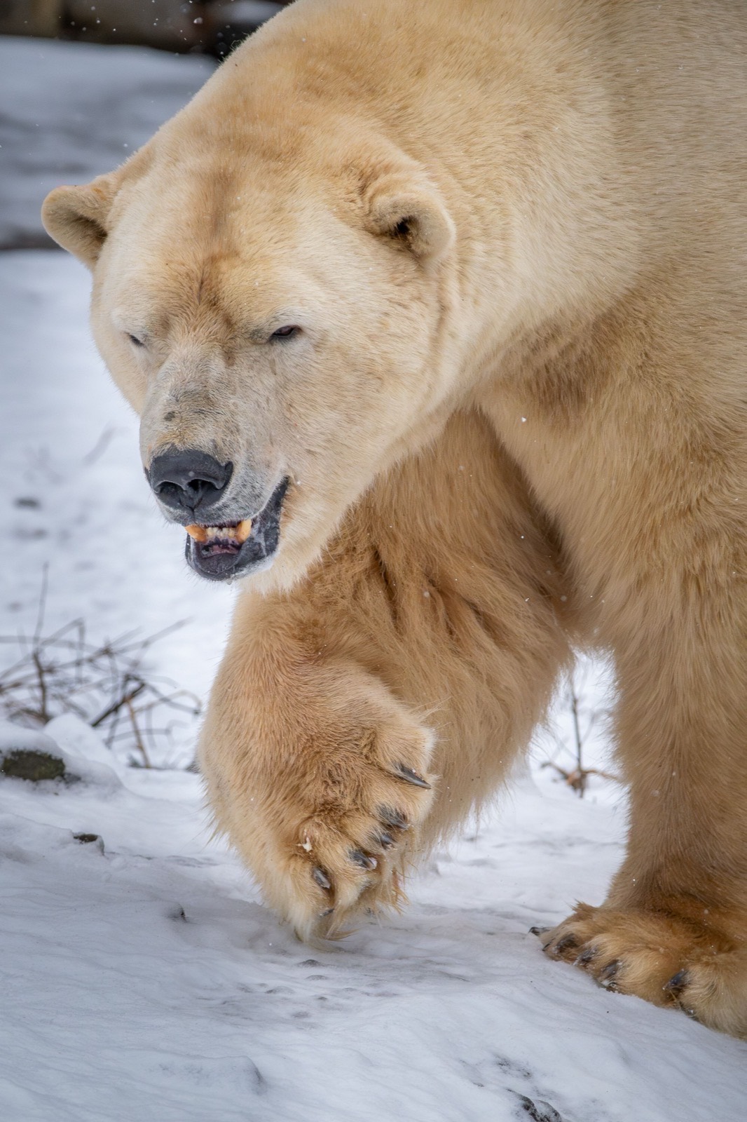 Churchill Polar Bears, Manitoba, Canada