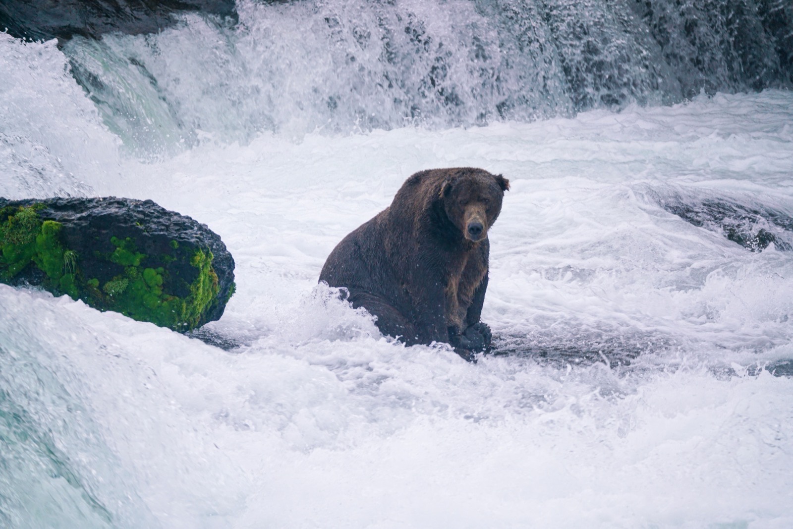 Katmai & Brooks Falls, Alaska, USA